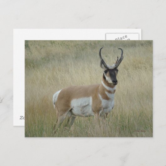Carte Postale A8 Pronghorn Antelope Big Buck (Devant / Derrière)
