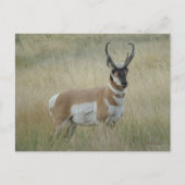 Carte Postale A8 Pronghorn Antelope Big Buck (Devant)