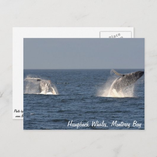 Carte postale à baleines à bosse (Devant / Derrière)