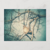 Carte Postale A beautiful Dove (Devant)