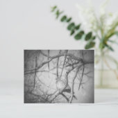 Carte Postale A beautiful Dove Black and White (Debout devant)