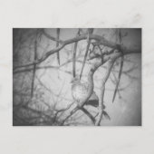 Carte Postale A beautiful Dove Black and White (Devant)