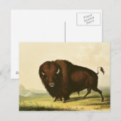 Carte Postale A Bison, vers 1832 (Devant / Derrière)