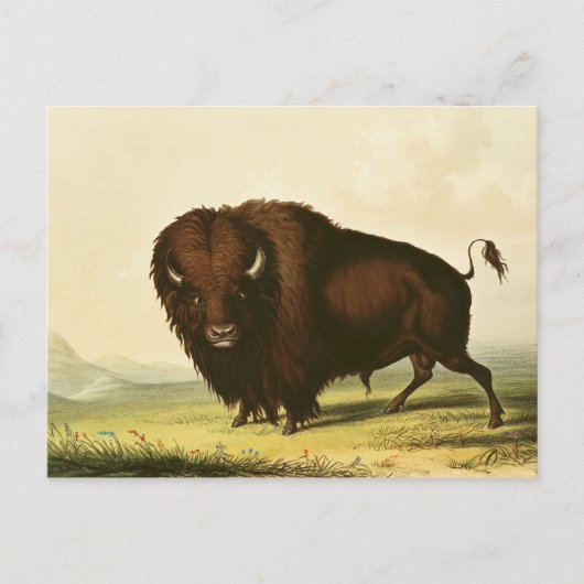 Carte Postale A Bison, vers 1832 (Devant)