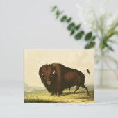 Carte Postale A Bison, vers 1832 (Debout devant)
