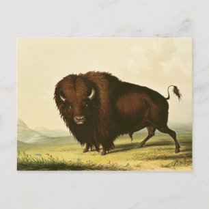 Carte Postale A Bison, vers 1832