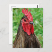 Carte Postale A Blue Rooster (Devant / Derrière)