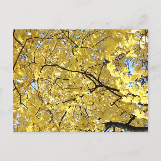 Carte postale à canopée dorée (Devant)