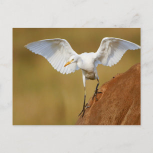 Carte Postale A Cattle Egret (Bubulcus Ibis) Descends