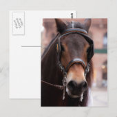 Carte postale à cheval (Devant / Derrière)