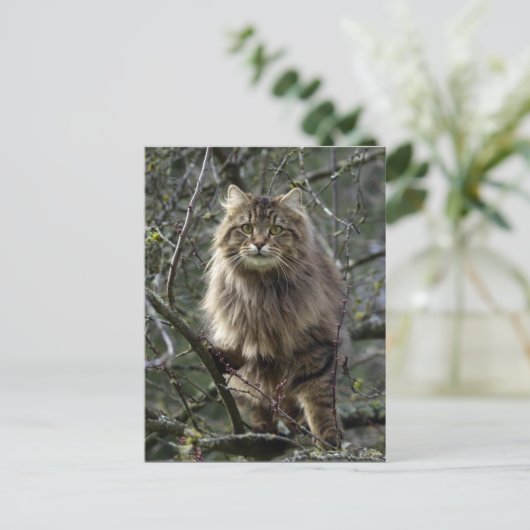 Carte postale à cheveux longs d'animal de chat (Debout devant)