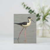 Carte postale à cou noir (Debout devant)