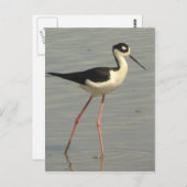 Carte postale à cou noir (Devant / Derrière)