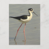 Carte postale à cou noir (Devant)