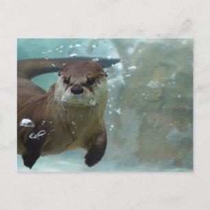 Carte Postale A cute Brown otter swimming dans une piscine bleue