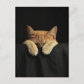 Carte Postale A Cute Sleepy Ginger Kitty Hanging Off the Bed (Devant)