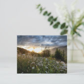 CARTE POSTALE ~ "A Daisy Sunset" (Debout devant)