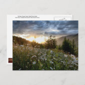 CARTE POSTALE ~ "A Daisy Sunset" (Devant / Derrière)