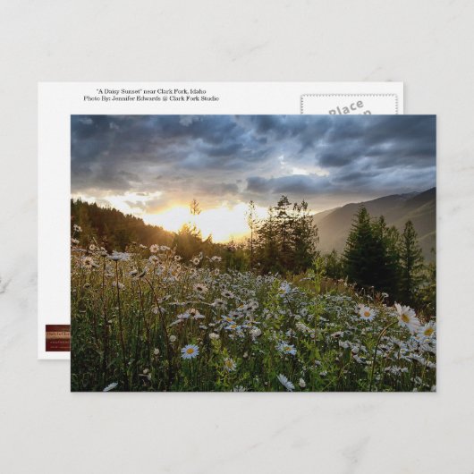 CARTE POSTALE ~ "A Daisy Sunset" (Devant / Derrière)