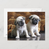 Carte postale à deux Carlins (Devant / Derrière)