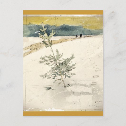 Carte Postale À feuillage persistant (Devant)