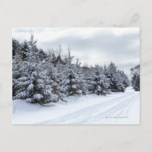 Carte Postale À feuillage persistant arbres et route dans la nei