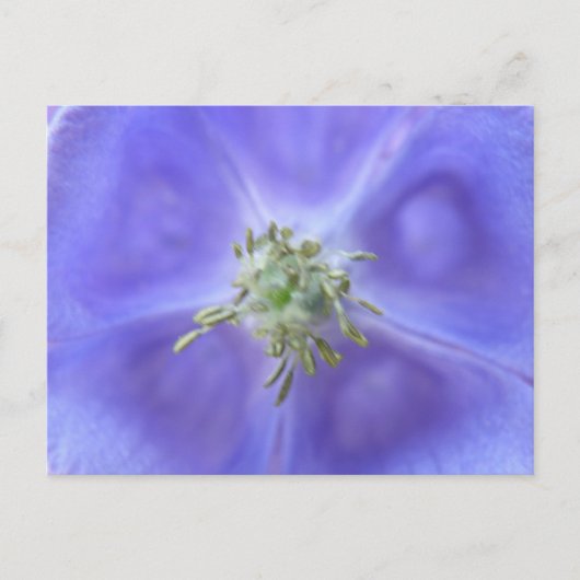 Carte postale à fleurs Aquilegia (Devant)