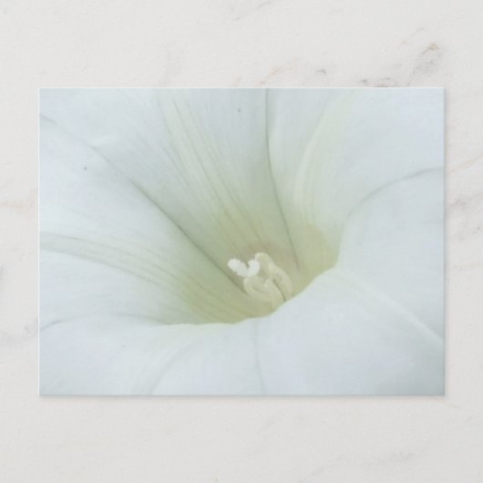 Carte postale à fleurs blanches (Devant)