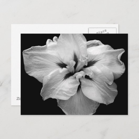 Carte postale à fleurs blanches (Devant / Derrière)