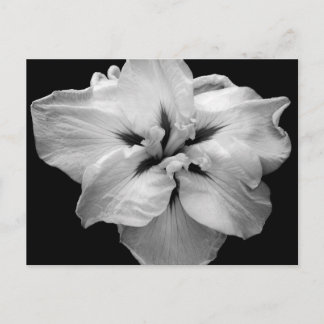 Carte postale à fleurs blanches
