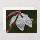 Carte postale à fleurs blanches (Devant / Derrière)