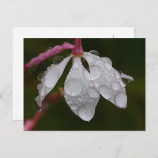 Carte postale à fleurs blanches (Devant / Derrière)