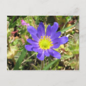 Carte postale à fleurs bleues (Devant)