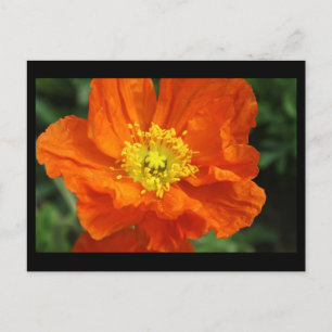Carte postale à fleurs de crapaud orange