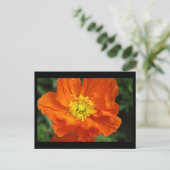 Carte postale à fleurs de crapaud orange (Debout devant)