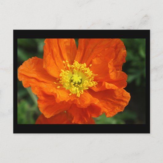 Carte postale à fleurs de crapaud orange (Devant)