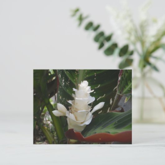 Carte postale à fleurs de gingembre blanc (Debout devant)