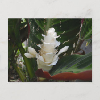 Carte postale à fleurs de gingembre blanc