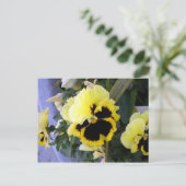Carte postale à fleurs de Pansy jaune (Debout devant)