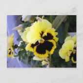 Carte postale à fleurs de Pansy jaune (Devant)
