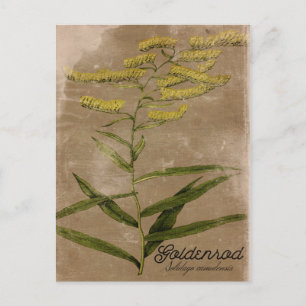 Carte postale à fleurs Goldenrod de style vintage