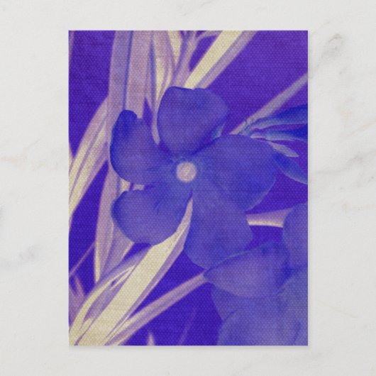 Carte postale à fleurs violettes (Devant)