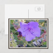 Carte postale à fleurs violettes (Devant / Derrière)