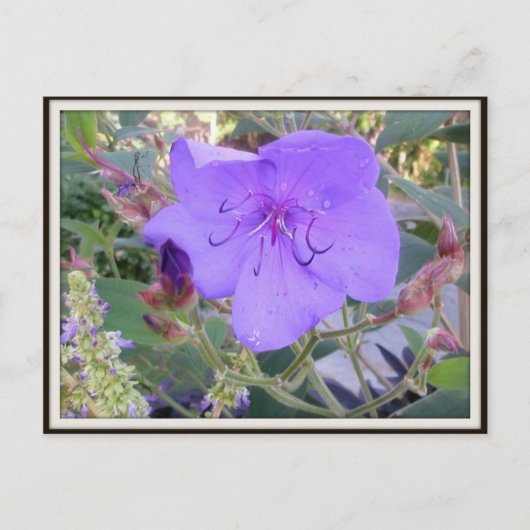 Carte postale à fleurs violettes (Devant)