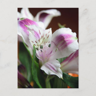 Carte postale à fleurs violettes et blanches