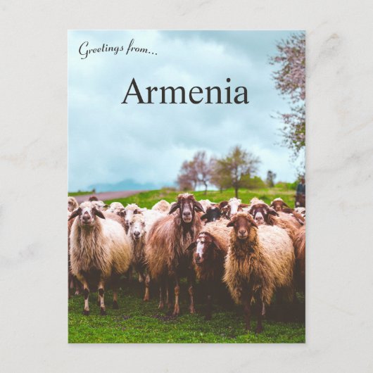Carte Postale A Flock of Sheep in Kotayk Province Armenia (Devant)