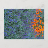 Carte Postale A flower garden of blue salvia and marigolds. (Devant)