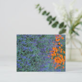 Carte Postale A flower garden of blue salvia and marigolds. (Debout devant)