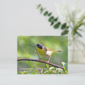 Carte postale à gorge jaune commune (Debout devant)