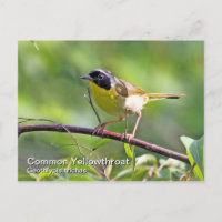 Carte postale à gorge jaune commune